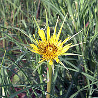 Насіння Козлобородник луговий, Tragopogon pratensis 10 шт/уп