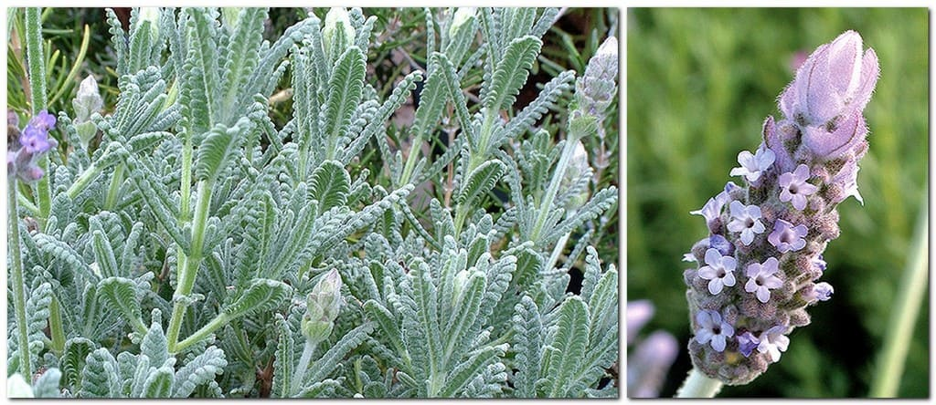 Лаванда Гудвін (висота 15-25 см), фото 1