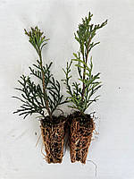 Туя Західна Смарагд (Thuja Occidentalis Smaragd) 10-12 см