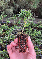 Можжевельник горизонтальный Вилтони (Juniperus horyzontalis Wiltonii) 7 см