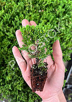 Можжевельник Прокумбенс Нана (Juniperus procumbens Nana) 7см