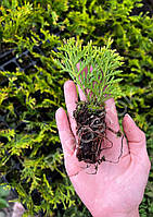 Туя западная Мириам (Thuja occidentalis mirjam) 5-7см