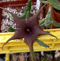 Stapelia schinzii v. angolensis, 1-2 черенка