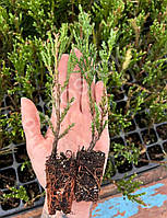 Можжевельник скальний Блю Эрроу (Juniperus scopulorum Blue Arrow) 12-14 см