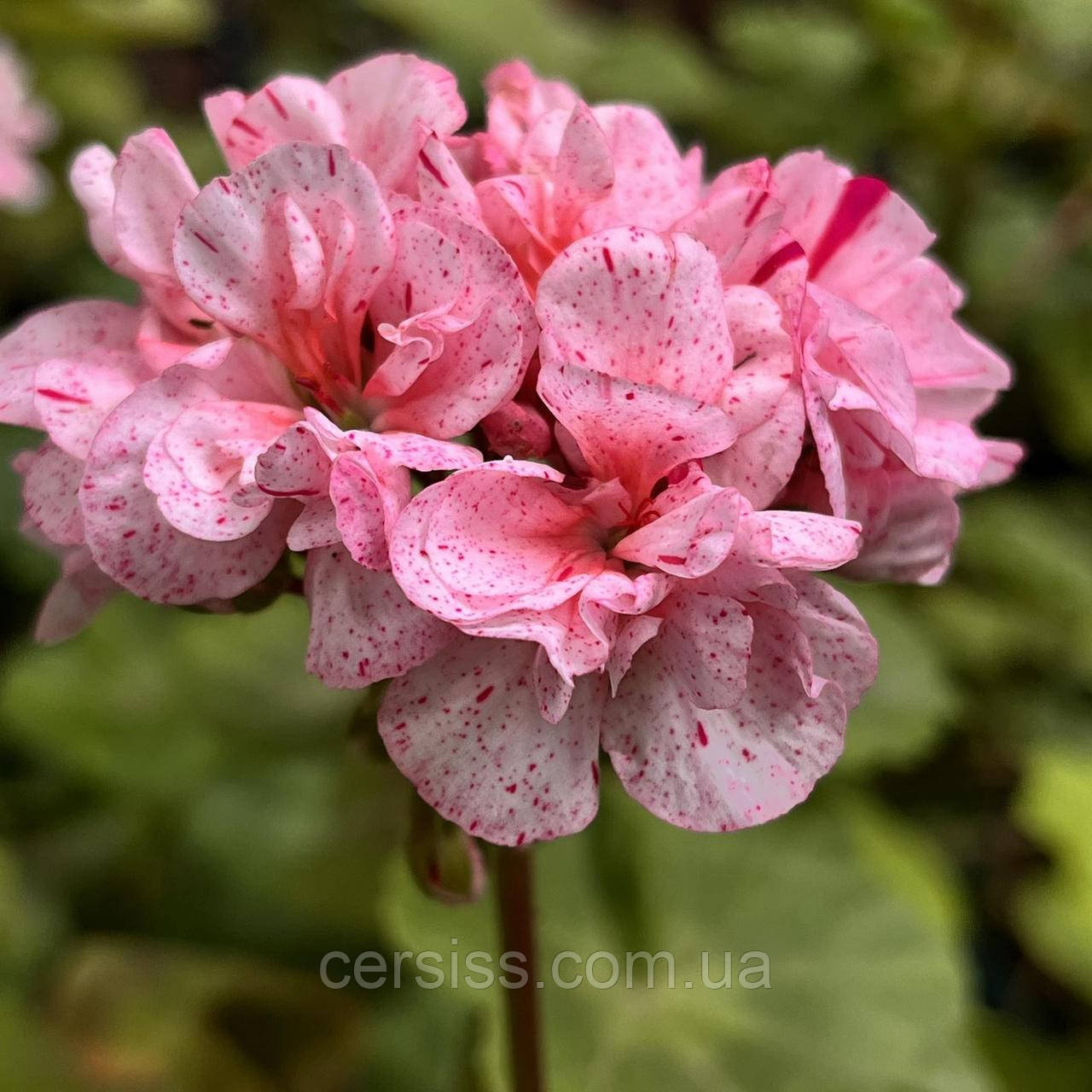 Пеларгонія Ділан Чероне рожева вкорінений живець Pelargonium Dylan Cherone, фото 1