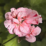 Пеларгонія Ділан Чероне рожева вкорінений живець Pelargonium Dylan Cherone, фото 3