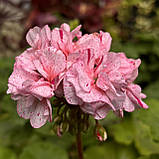 Пеларгонія Ділан Чероне рожева вкорінений живець Pelargonium Dylan Cherone, фото 4
