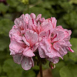 Пеларгонія Ділан Чероне рожева вкорінений живець Pelargonium Dylan Cherone, фото 2