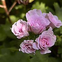 Розебудная ампельная пеларгония Шифон розовая укорененный черенок Pelargonium Chiffon