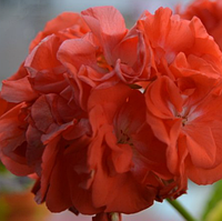 Пеларгония оранжевая Autumn укорененный черенок Pelargonium Autumn