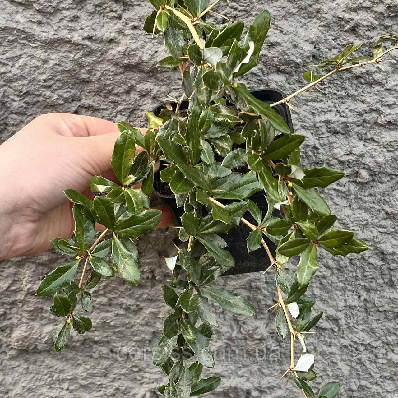 Барбарис вічнозелений саджанці в горщиках Berberis