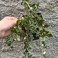Барбарис вічнозелений саджанці в горщиках Berberis