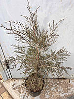 Можжевельник виргинский саженцы в контейнерах Juniperus virginiana