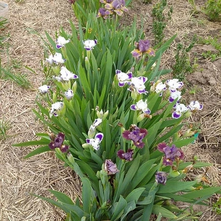 🌺Іриси карликові 🌺 суміш кольорів