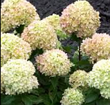 Гортензія мітловидна Бомбшел однорічна Hydrangea paniculata Bombshell, фото 3