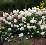 Гортензія мітловидна Бомбшел однорічна Hydrangea paniculata Bombshell, фото 2
