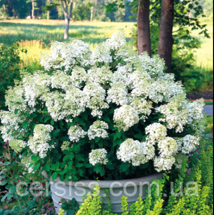 Гортензія мітловидна Бомбшел однорічна Hydrangea paniculata Bombshell