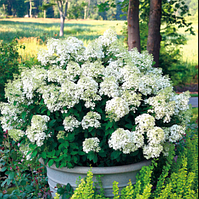 Гортензія мітловидна Бомбшел однорічна Hydrangea paniculata Bombshell