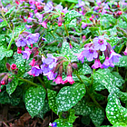 Саджанці Медуниці цукрової Місіс Мун, вічнозелена (Pulmonaria saccharata "Mrs Moon") Р9, фото 2