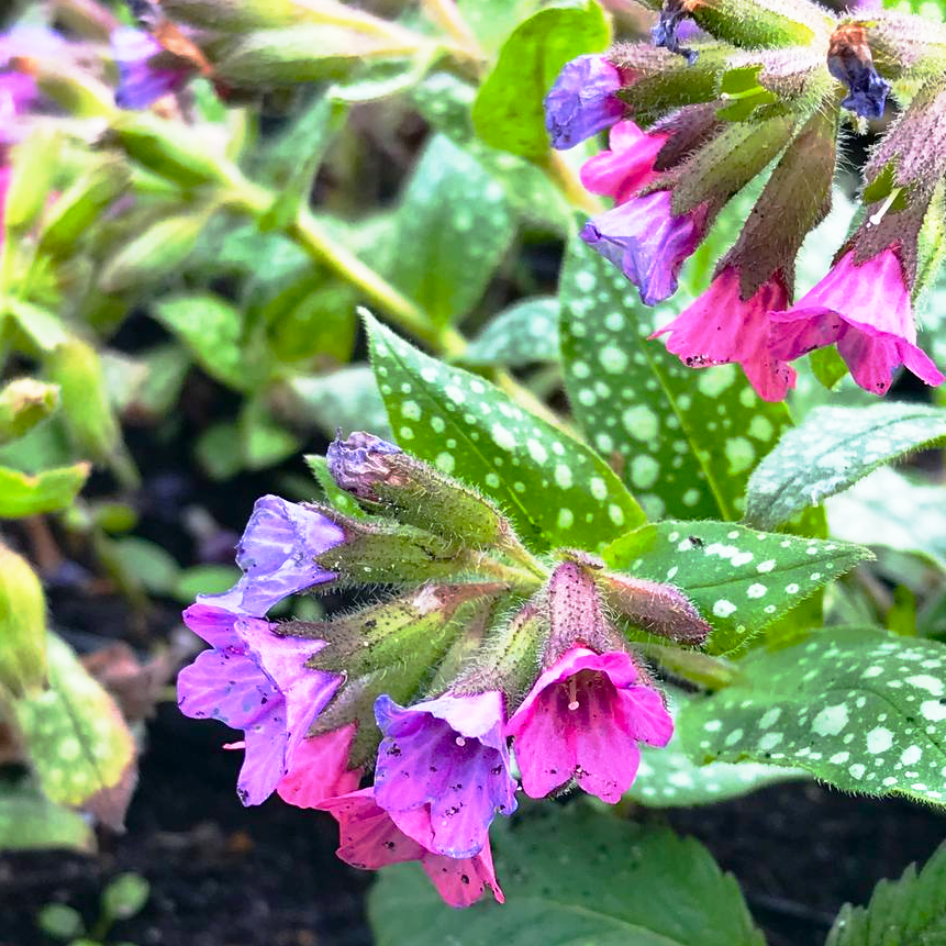 Саджанці Медуниці цукрової Місіс Мун, вічнозелена (Pulmonaria saccharata "Mrs Moon") Р9