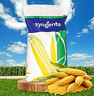 СИ Пандорас, ФАО 250, семена кукурузы Syngenta (Сингента)