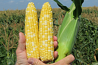 Семена биколорной кукурузы БСС 1075 F1 Syngenta 5000