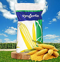 Насіння кукурудзи СИ Інвіктус ФАО 210 Syngenta (Сингента)