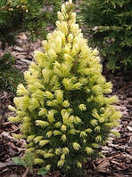 Ялинка канадська Дейзі Уайт (Picea glauca Daisy's White) Р9