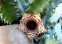 Huernia decumbens, 1-2 черенка