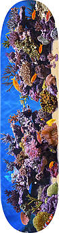 Дека для скейтборда MINI LOGO Fish Tank SKATEBOARD DECK 8.0"