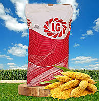 LG 3285, ФАО 270, семена кукурузы Limagrain (Лимагрейн)