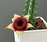 Huernia insigniflora "Olga 2", 1-2 черенка