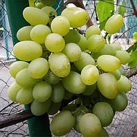 Арочный виноград Талисман (Кеша-1) годичные саженцы