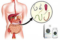 Gelminex — капсули від гельмінтів, глистів і паразитів для дітей і дорослих (Гельмінекс)