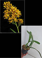 Gcy.* [Encyclia x Guarianthe] *Kyogu 'Chip