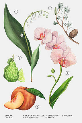 Туалетна вода для жінок ZARA Orchid 30 мл, фото 4