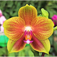 Подросток. орхидеи Phal Miro Sun Beauty 1.7 (мох)