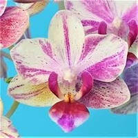 Подросток. орхидеи Phal 1.7 (мох)