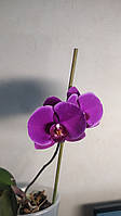 Фаленопсис орхидея детка на пне