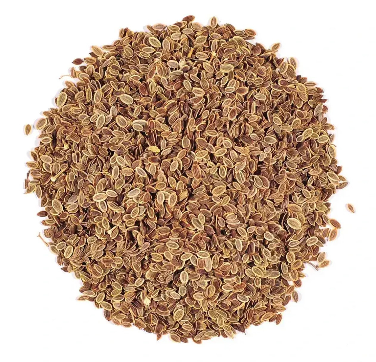 Насіння кропу 1 кг, фото 1