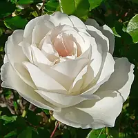 Роза Полиантовые Сортовые
