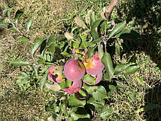 Саджанці яблуні зимової сорт Флоріна, підщепа 54-118, фото 2