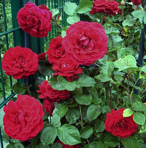 Саджанці троянд сорт Musimara (Мусимара), фото 2