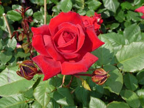 Саджанці троянд сорт Musimara (Мусимара), фото 2