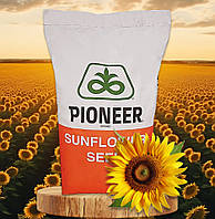 П64ЛЕ136 Pioneer (під Гранстар), насіння соняшника P64LE136 Піонер