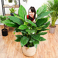 Рослина Спатіфілум (spathiphyllum sweet sebastiano) в 27см горщик і 120см висота.