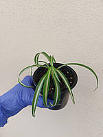 Хлорофитум кудрявый или Бонни (Chlorophytum Bonnie), молодое растение