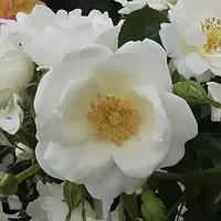 Розы Плетистые Уайт Стар (White Star) до 200 см
