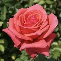 Роза Чайно-Гибридная Дуфтвольке (Duftwolke) до 100 см