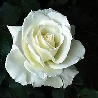 Роза Чайно-Гибридная Соло Уайт (Solo White) 80-130 см